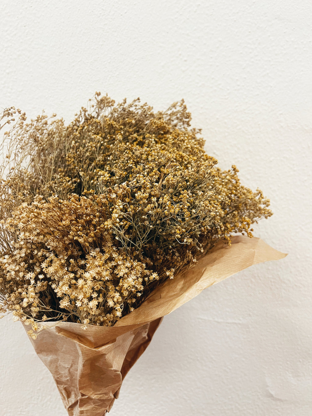 Flores Secas Broom Bloom Natural