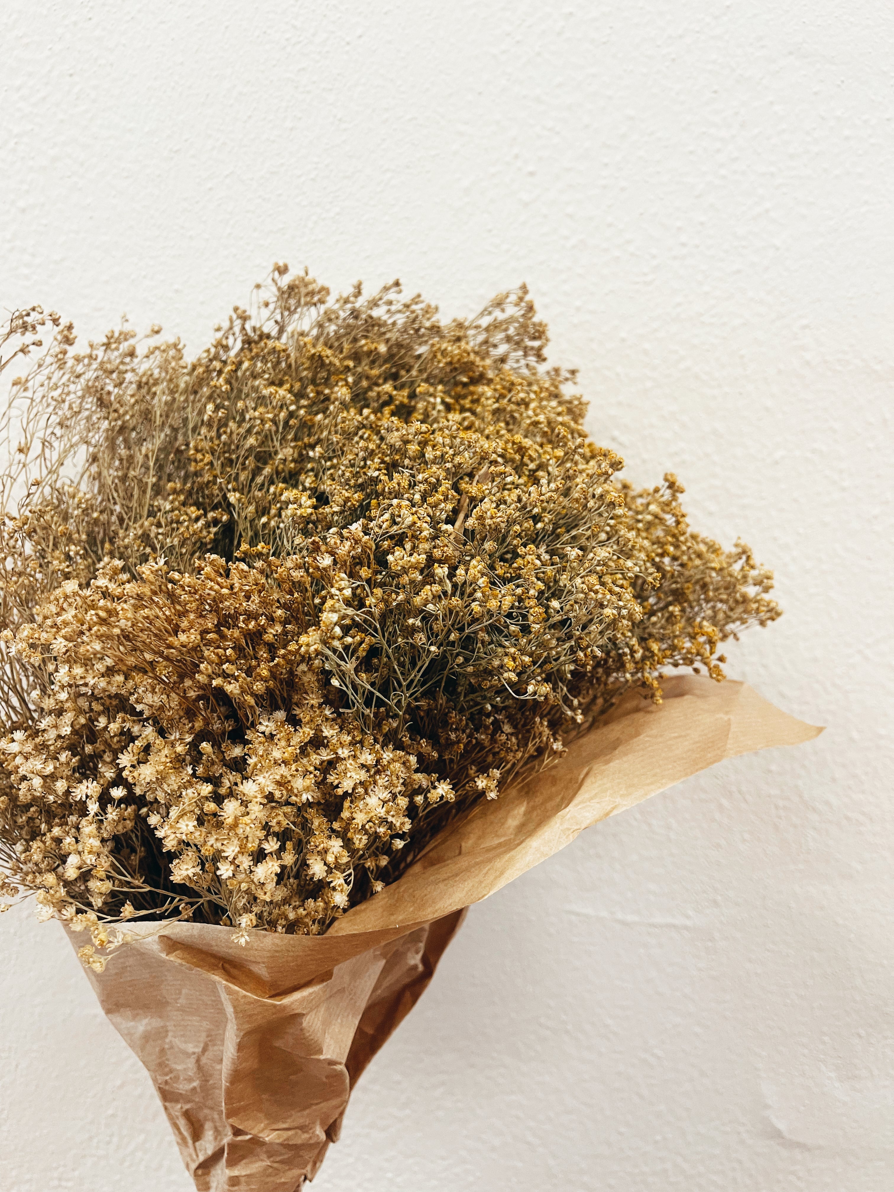 Dried Flowers Broom Bloom Natural