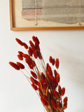 Dried Flowers Orange Phalaris
