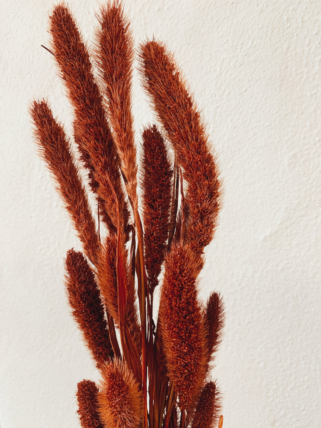Dried Flowers Red Setaria