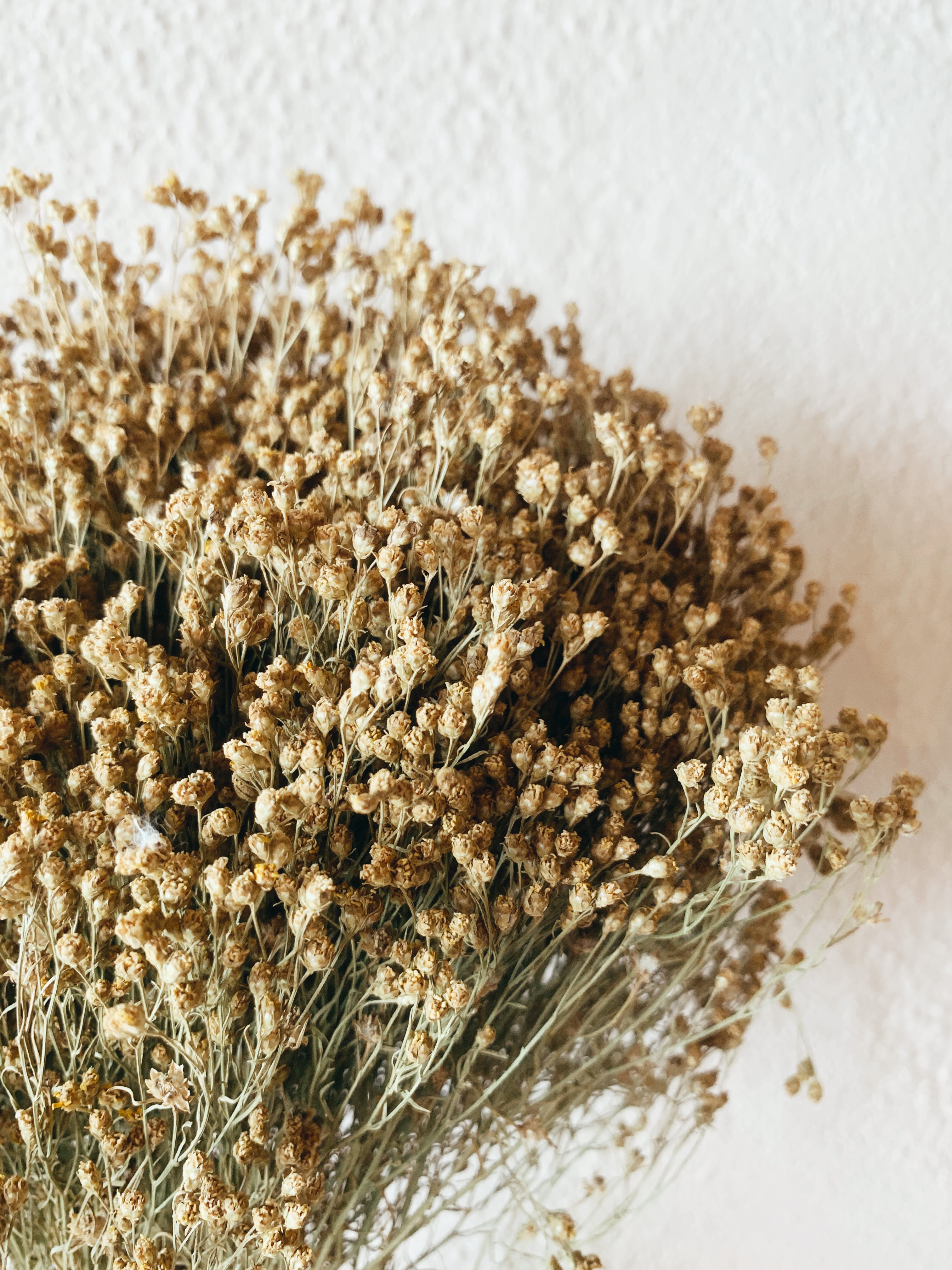 Dried Flowers Broom Bloom Natural