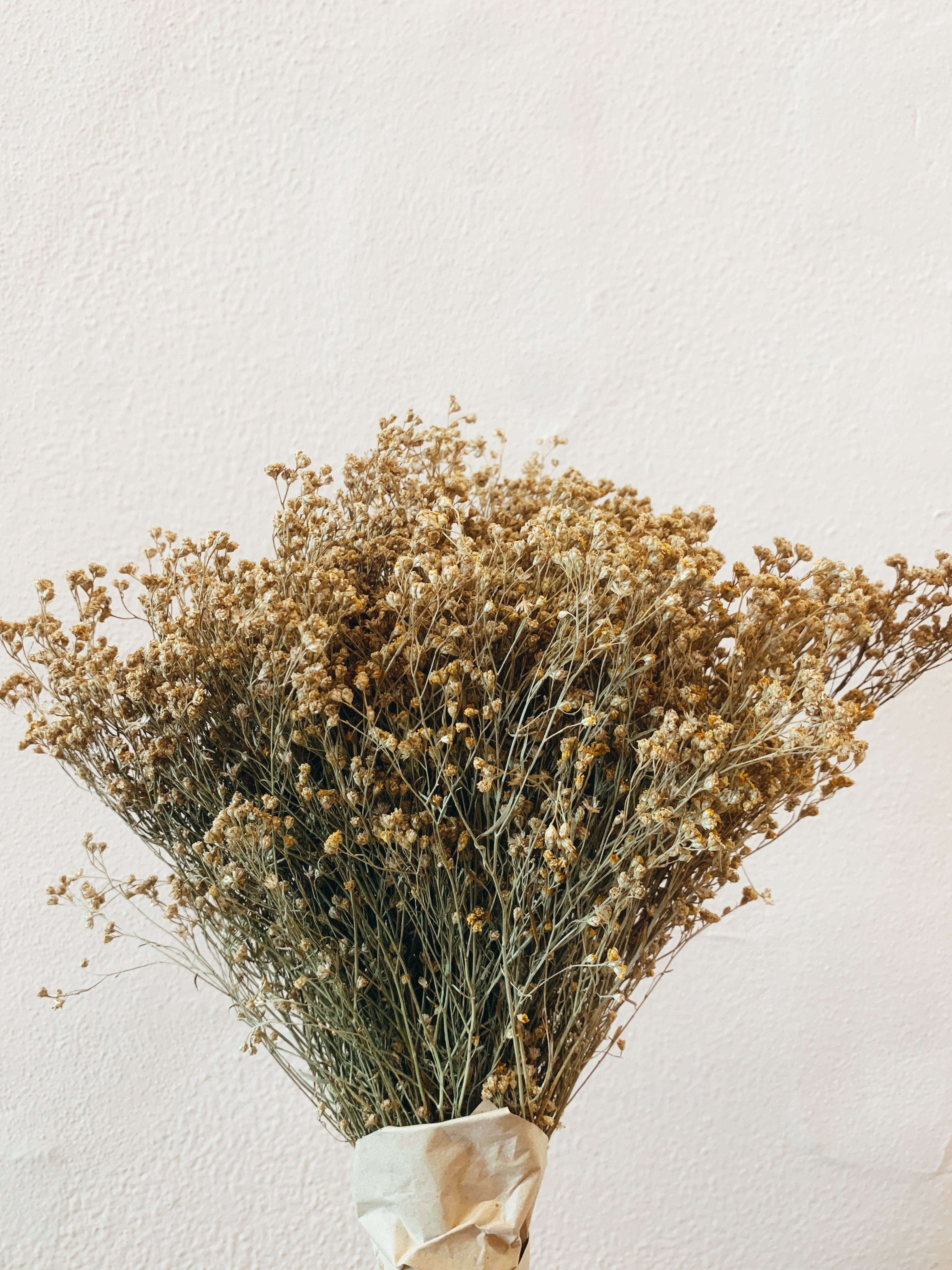 Flores Secas Broom Bloom Natural