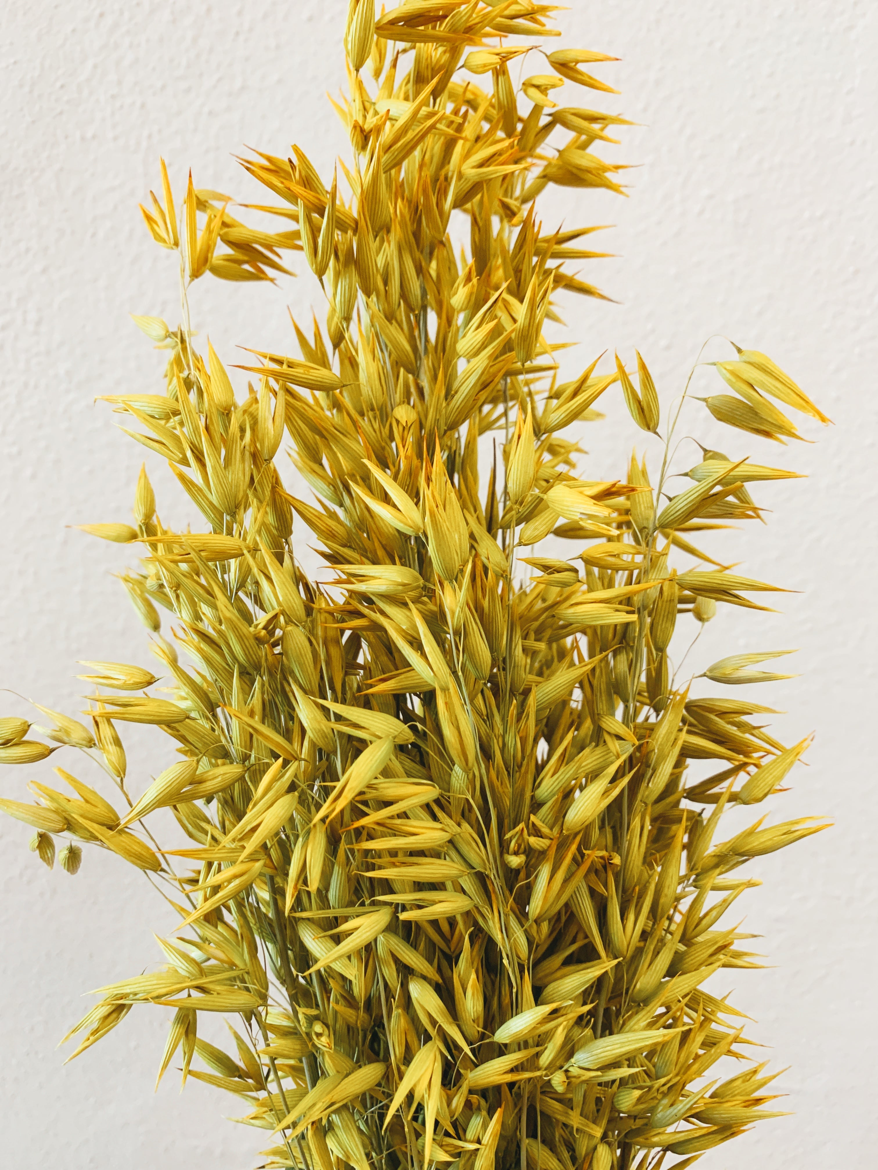 Dried Flowers Yellow Spike
