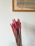 Dried Flowers Wheat Pink
