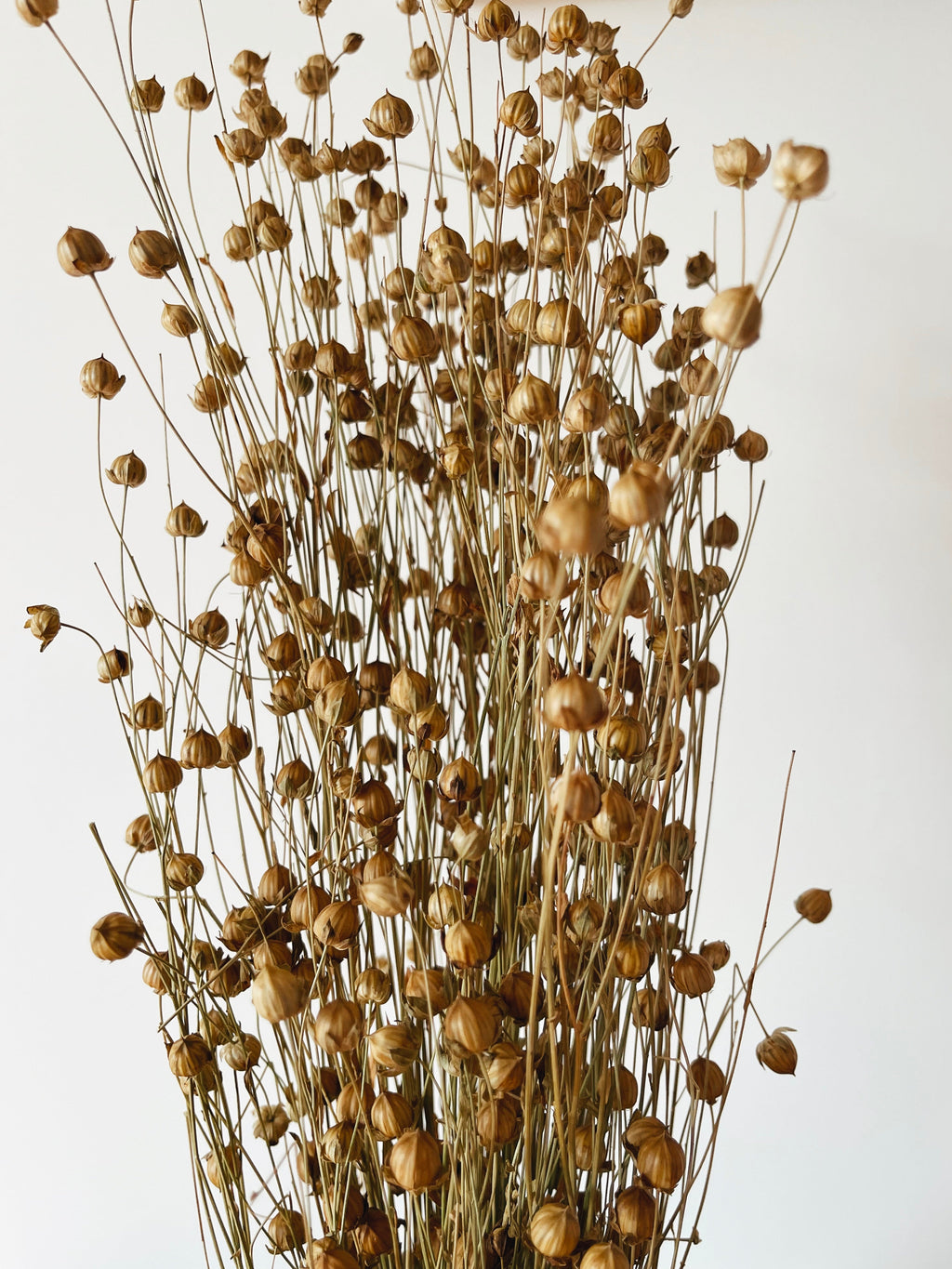 Dried Flowers Natural Linum