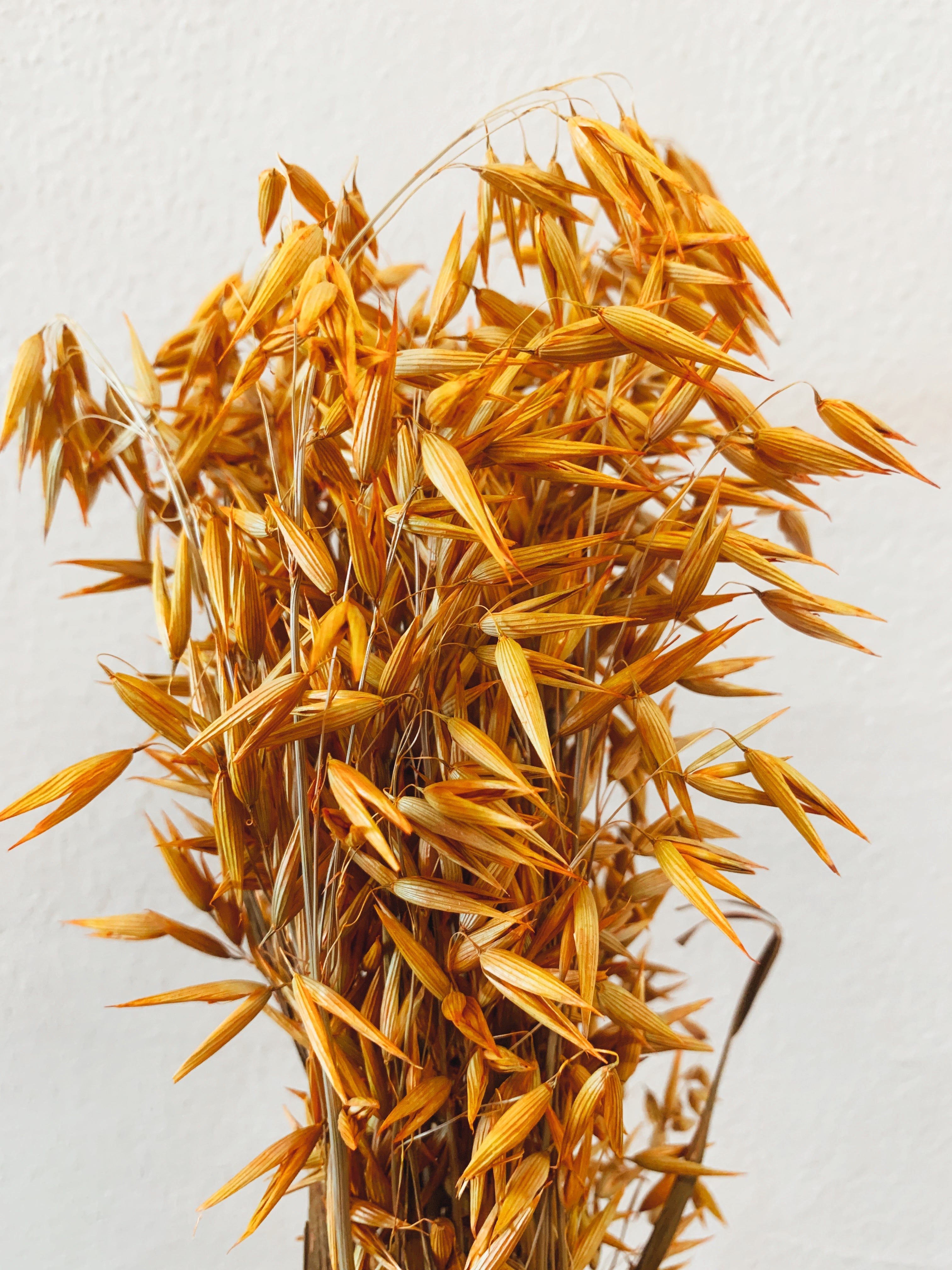 Orange Spike Dried Flowers