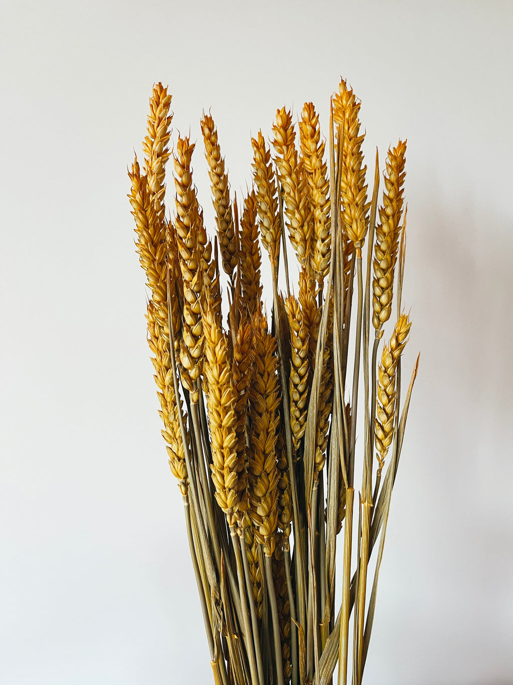 Dried Flowers Yellow Wheat