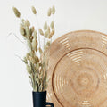 Dried Natural Phalaris Flowers