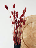 Dried Red Phalaris Flowers