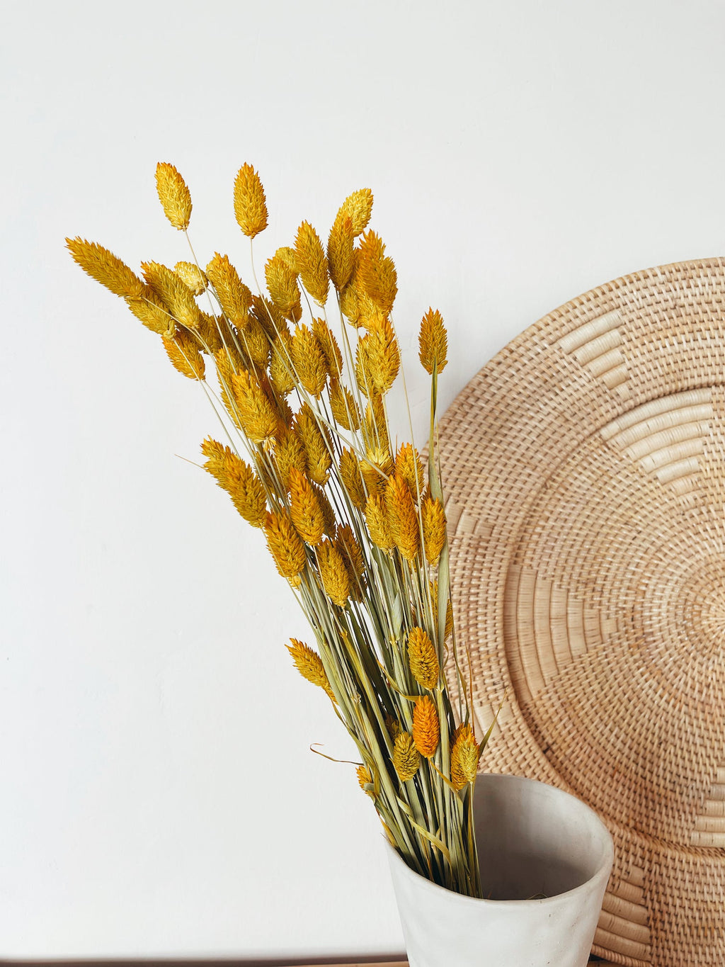 Dried Flowers Yellow Phalaris