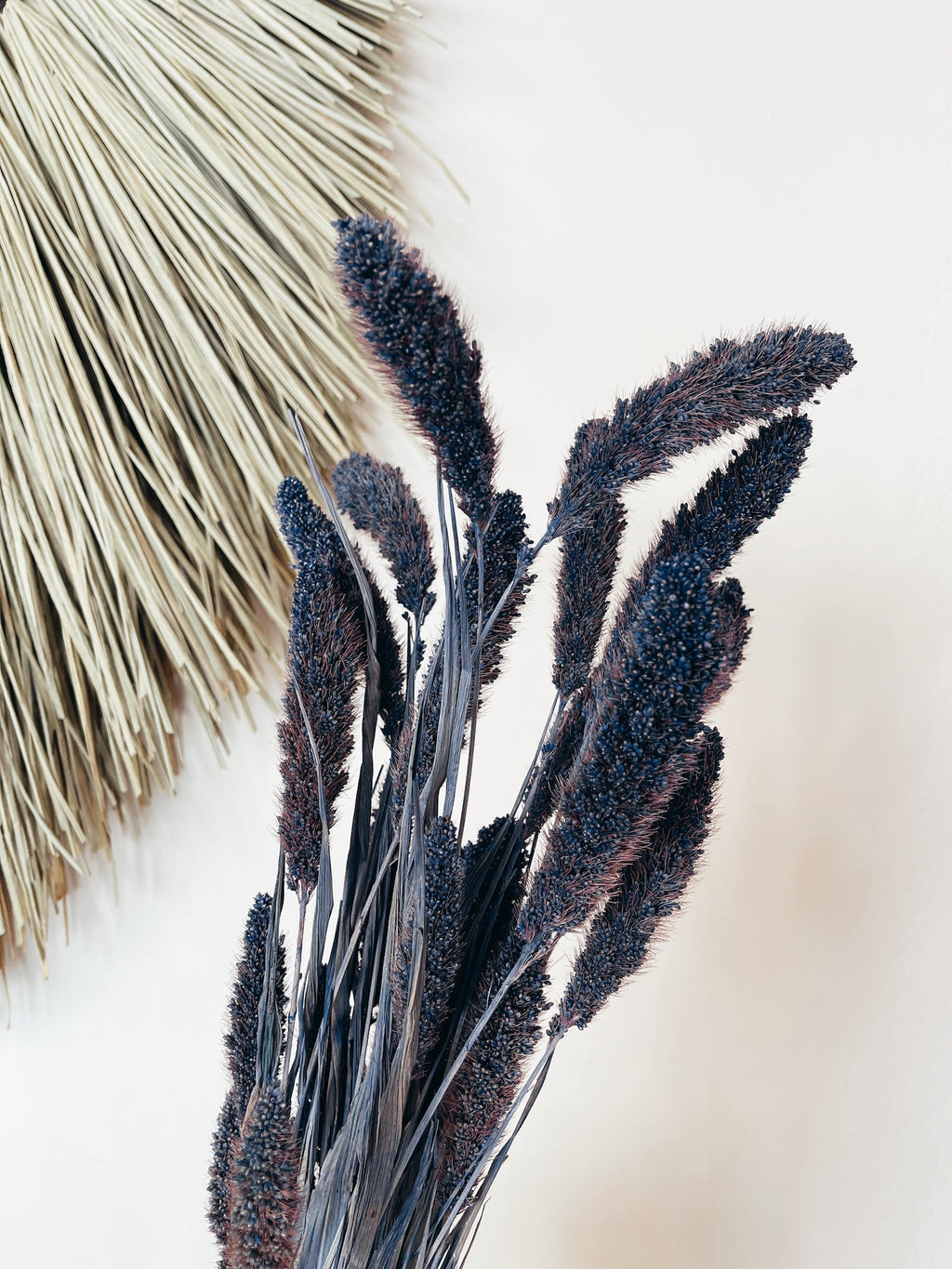 Dried Purple Setaria Flowers