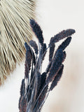 Dried Purple Setaria Flowers