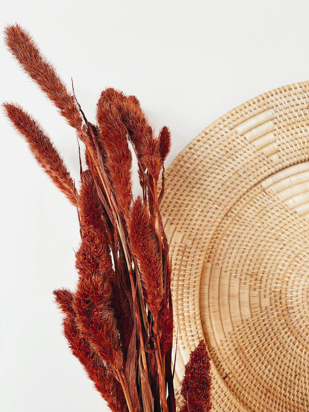 Dried Flowers Red Setaria