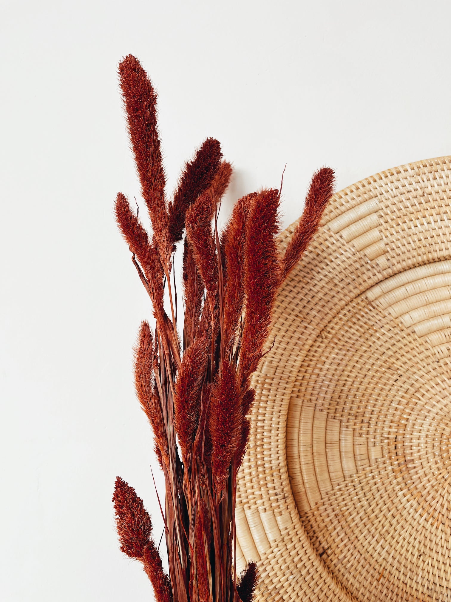 Dried Flowers Red Setaria