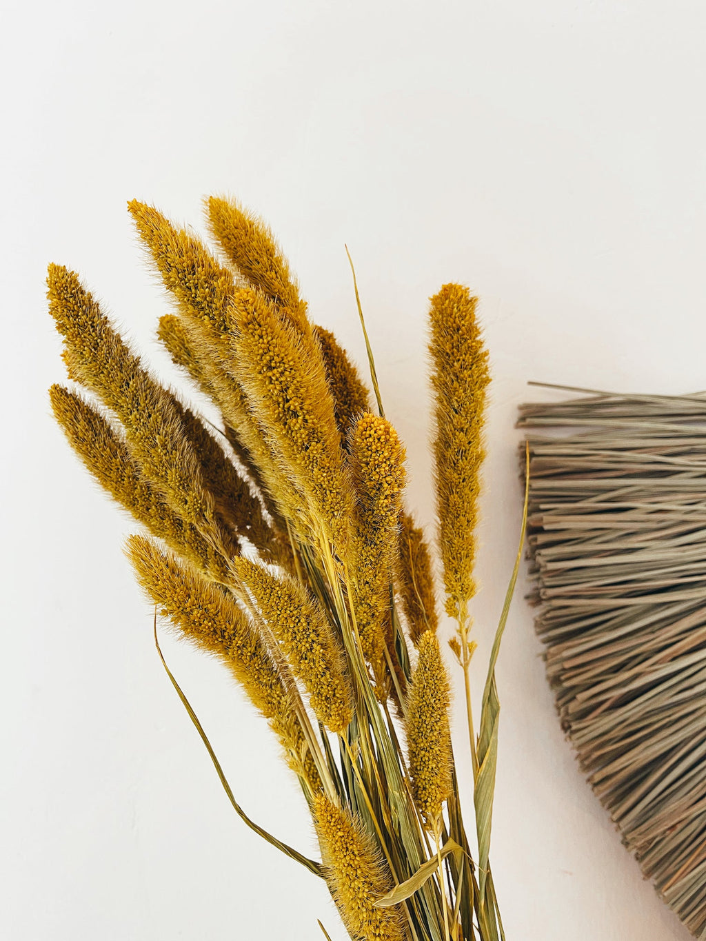 Dried Flowers Yellow Setaria