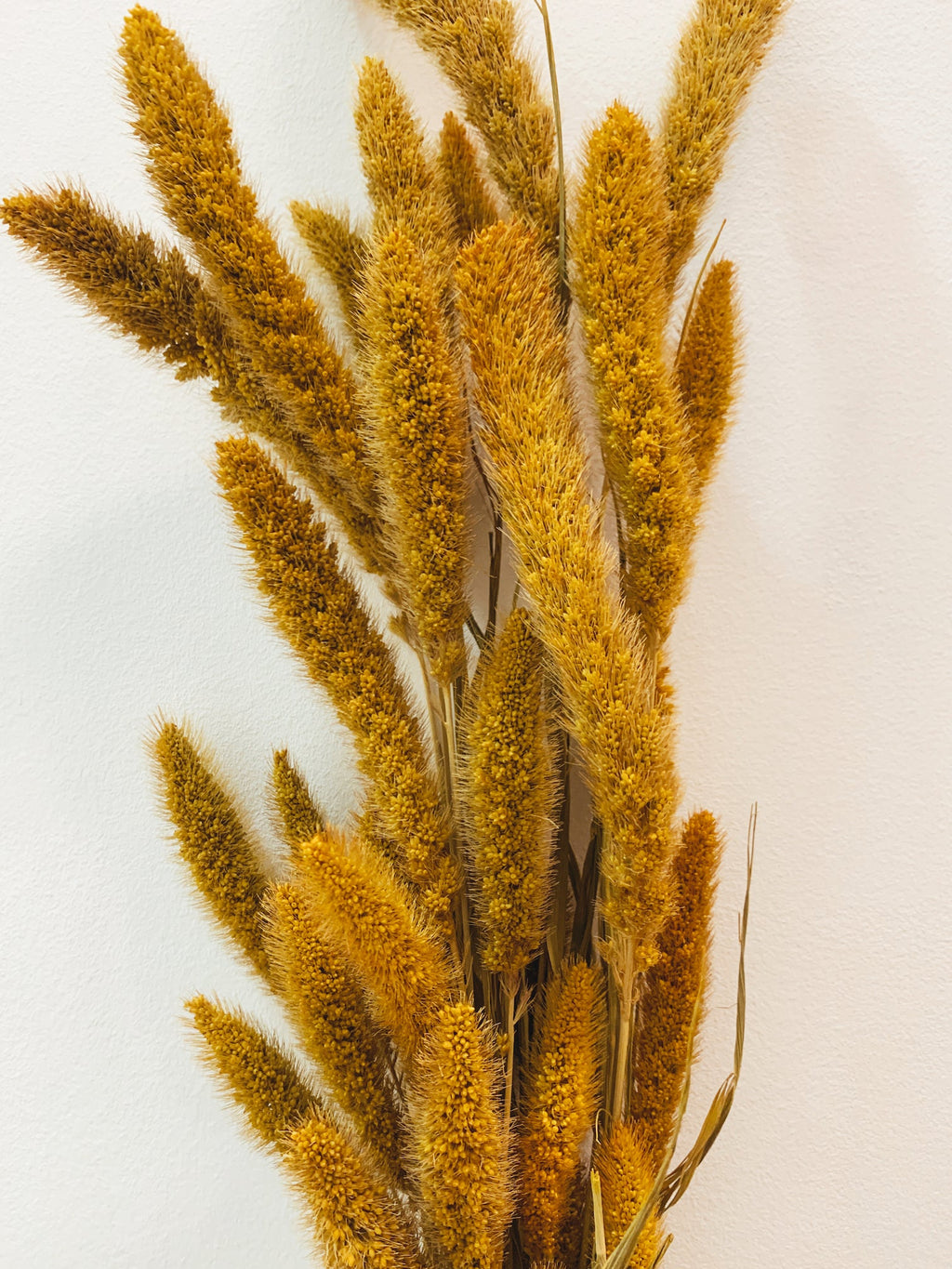 Dried Flowers Yellow Setaria